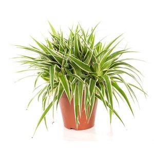 Chlorophytum comosum 'Spider Plant'/ Tanaman hias Lily Paris/lili-(Tanaman Hidup-Bunga Hidup Rumah)