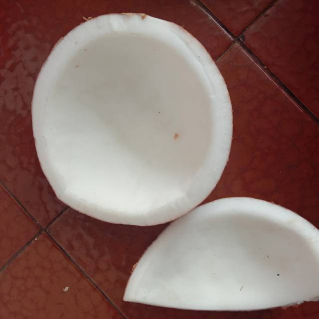 

kelapa (bisa ecer)