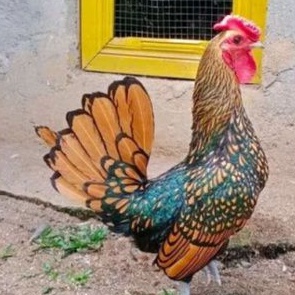 

telur ayam batik merah untuk ditetaskan