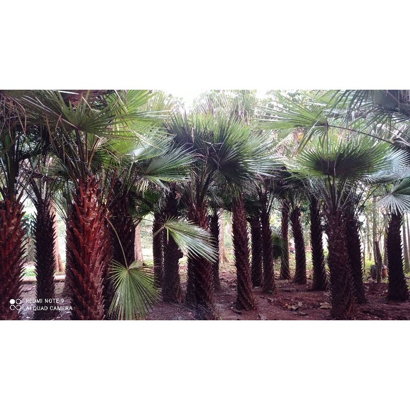 Pohon palem sadeng - palem kipas - pohon palem besar ukuran 4-6m
