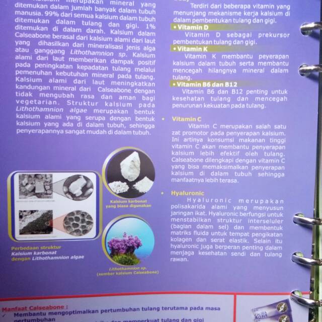 calseabone peninggi badan ori