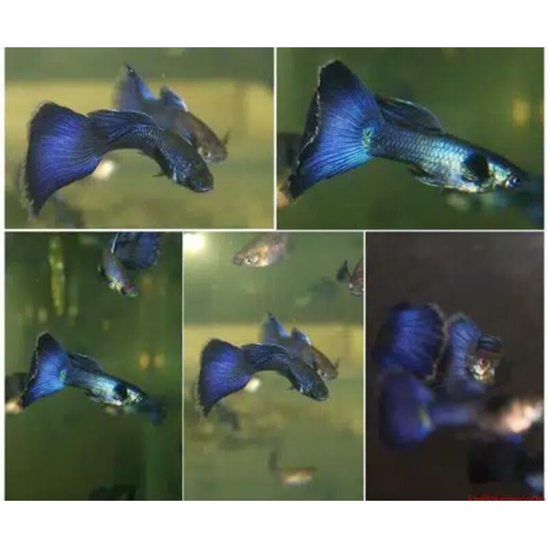 

Ikan Hias Gupyy Blue Moscow/pasangan