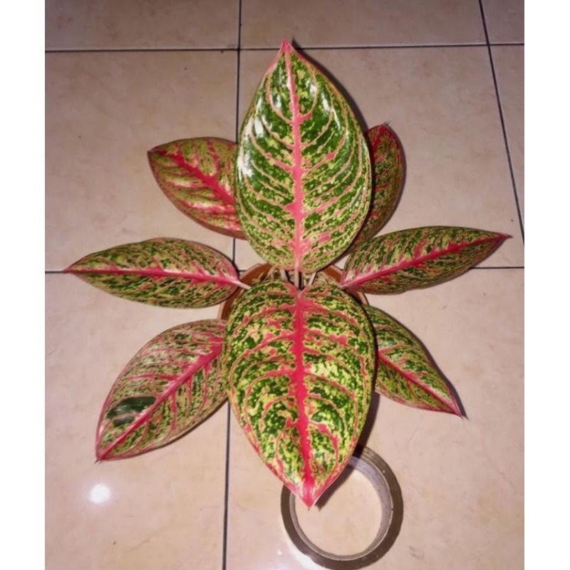 Bibit bonggol aglonema diana / Benih tanaman hias aglonema diana