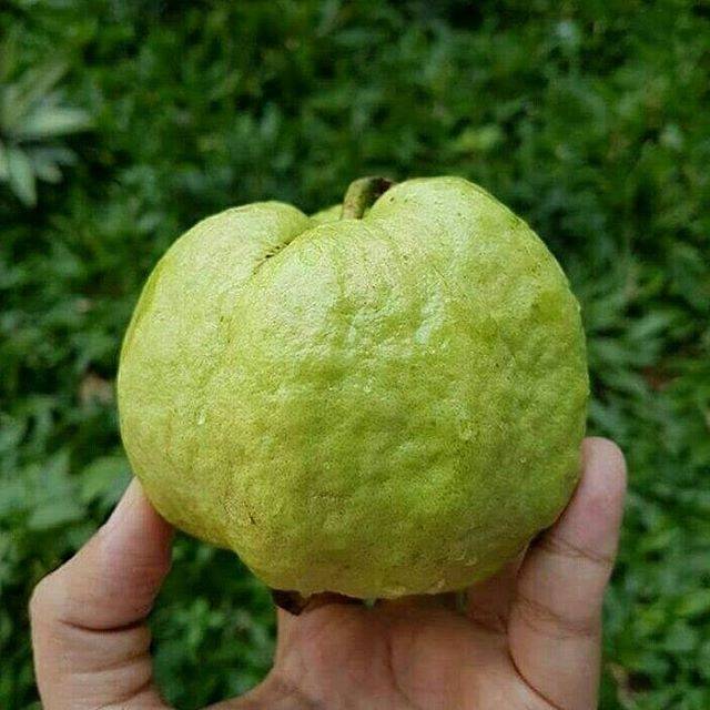 

Jambu kristal