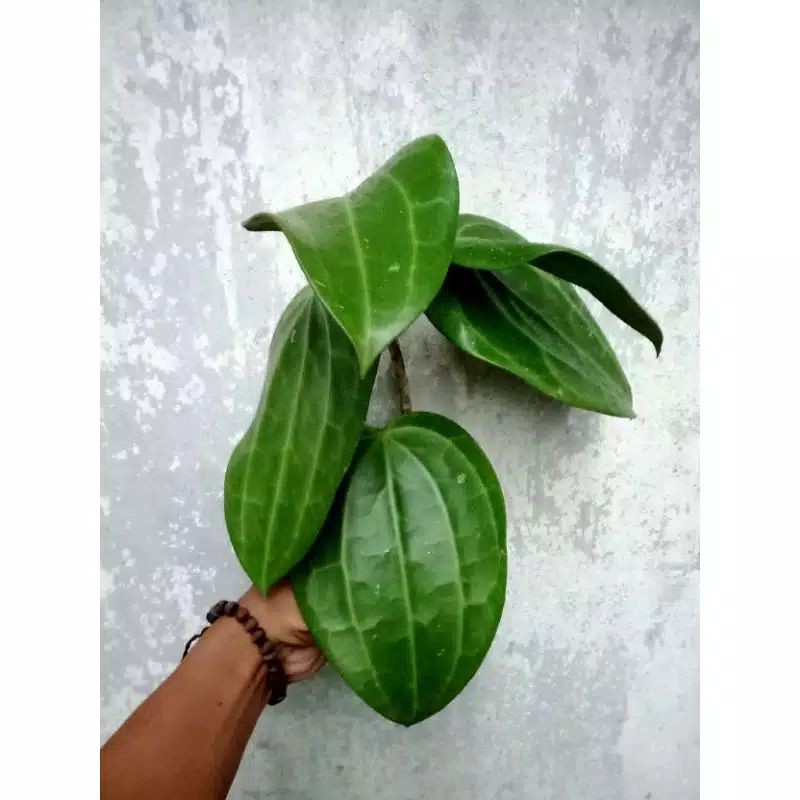 

Hoya Glabra