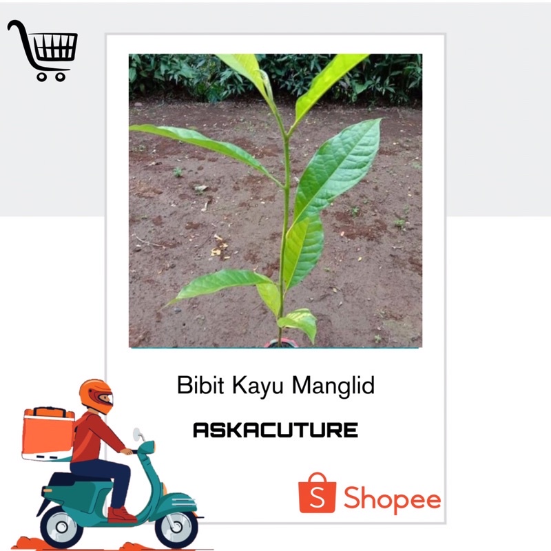 Bibit Kayu Manglid Kualitas super Siap tanam