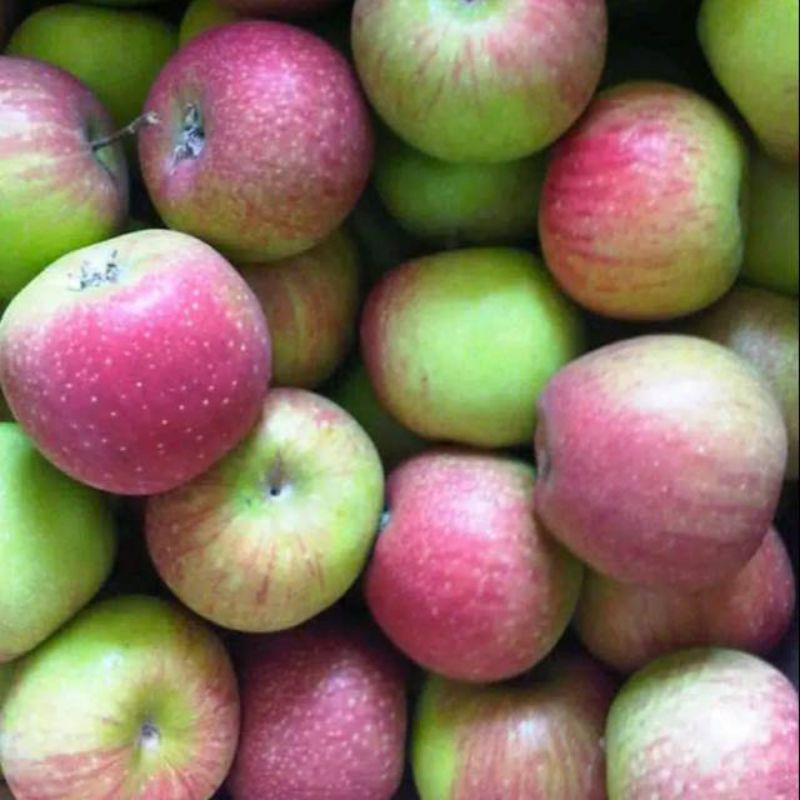 

500 gram buah apel malang lokal besar fresh segar