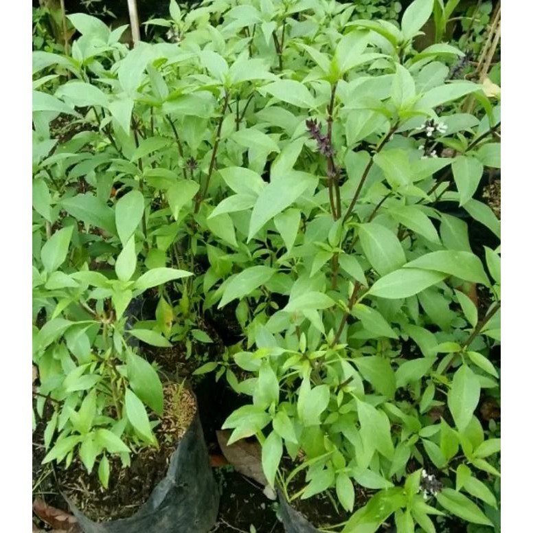 Rest0ck Bibit tanaman selasih / basil / Tanaman Herbal t3rk1ni