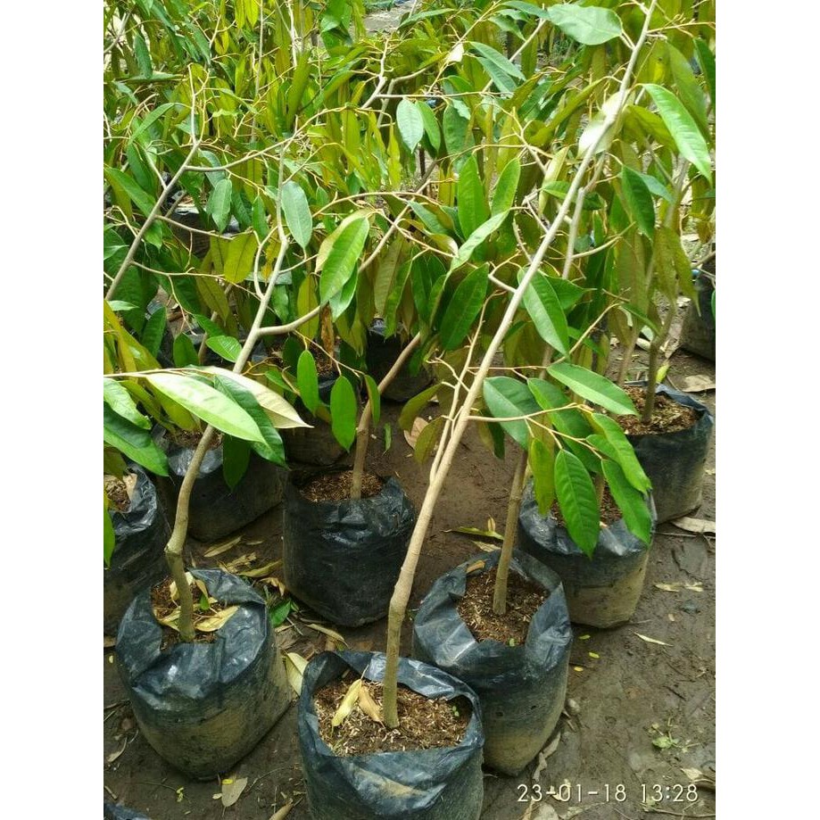 P@G Bibit Tanaman Buah Durian Matahari H3I