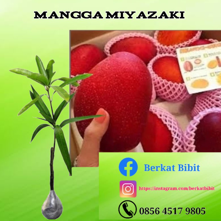 Mangga Miyazaki Original