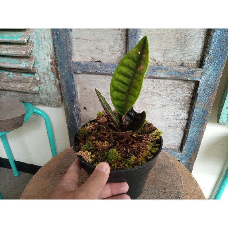 Labisia Sp. (Kalimantan)