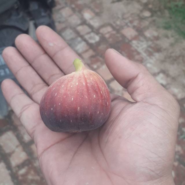 Fc buah tin varian MD