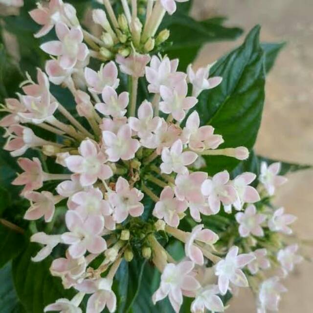 Bibit Pentas Putih/ Bunga Pentas Putih