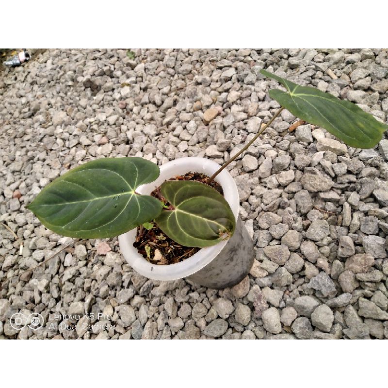 Anthurium Papillilaminum x Anthurium Dressleri