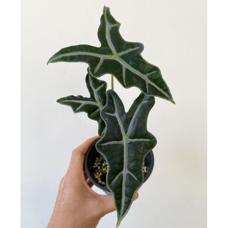 tanaman hias/alocasia/nobilis/alocasia nobilis murah/