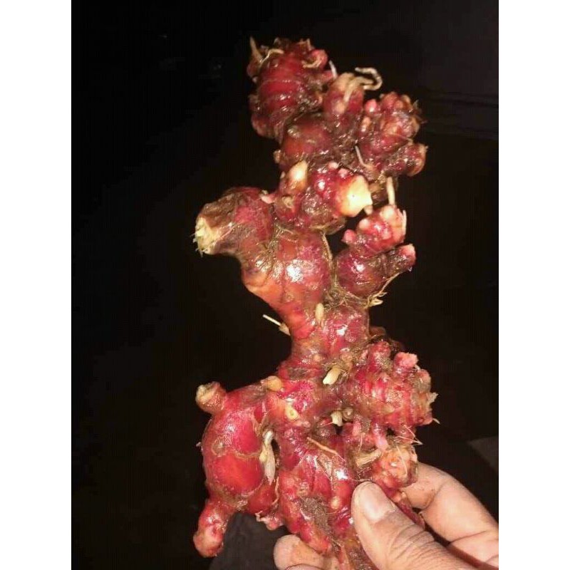 

JAHE MERAH SEGAR RAMUAN HERBAL 500 gram