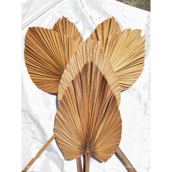 Daun palem kering mini / Dekorasi / Rustic
