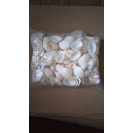 

cangkang kerang prakarya