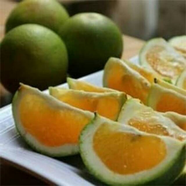 Bibit Jeruk Baby java unggul