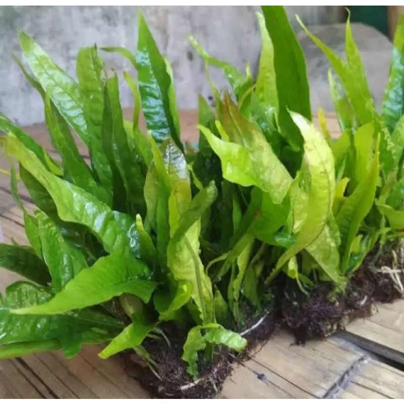 Kadaka aquascape mini