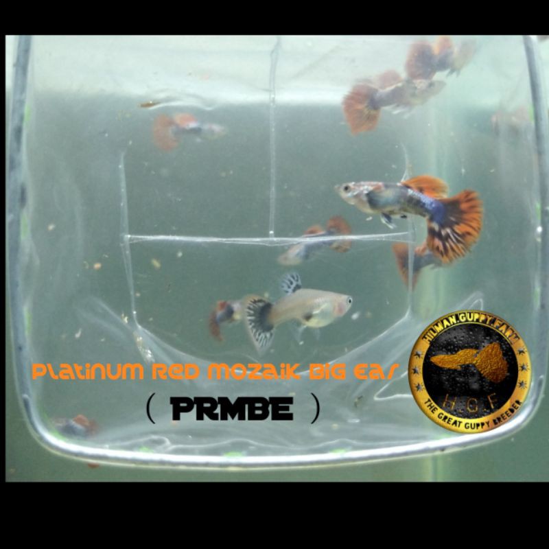

Ikan guppy platinum red mozaik big ear PRMBE