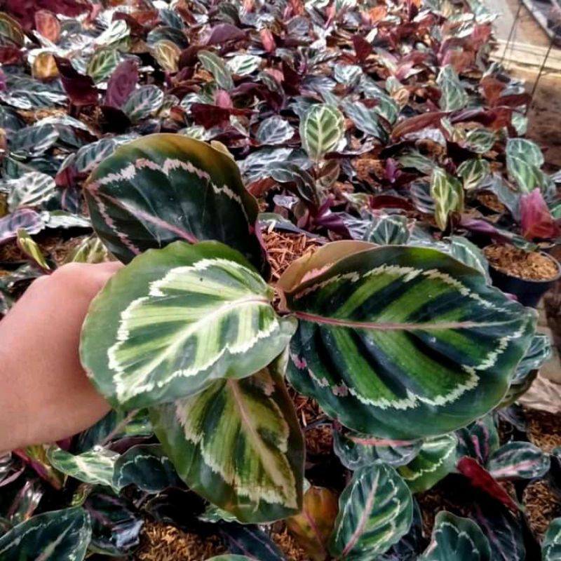 TANAMAN HIAS CALATHEA LINDREN