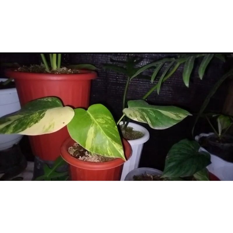 Philodendron Monstera Marmorata . Tanaman Varigata