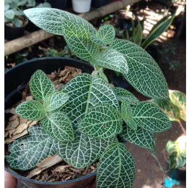 tanaman hias episia mutiara