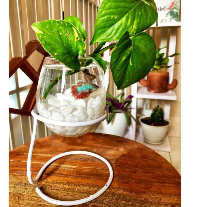 TERLARIS PAKET VAS AQUARIUM MINI HIASAN MEJA KAMAR DEKORASI RUMAH TANAMAN CUPANG STANDING TERRARIUM 