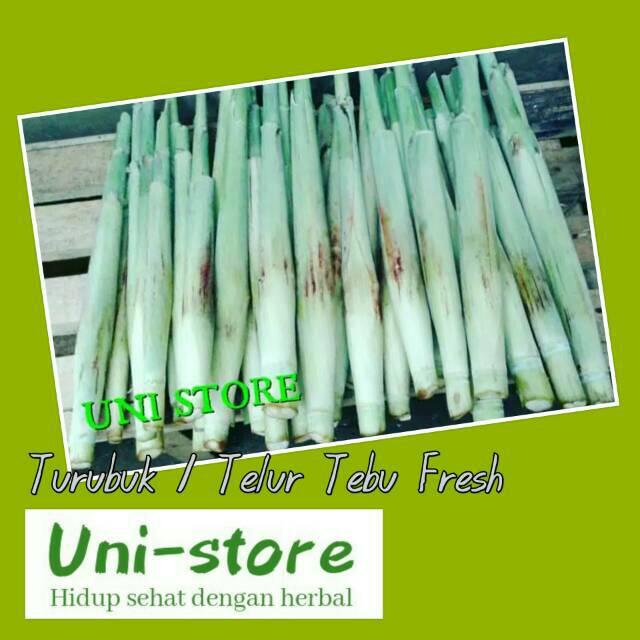

TURUBUK / TERUBUK / TERUBUS / TELOR TEBU/ KEMBANG TEBU ENDOG /DELOWAKO