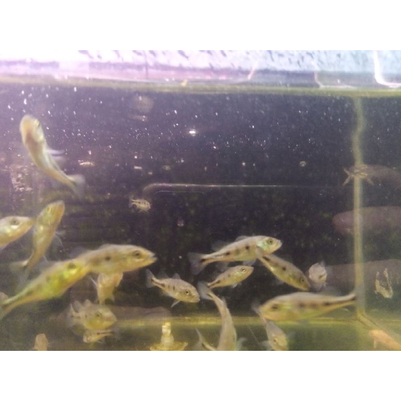 ikan predator/ pbass monoculus size 5-6cm /5 ekor