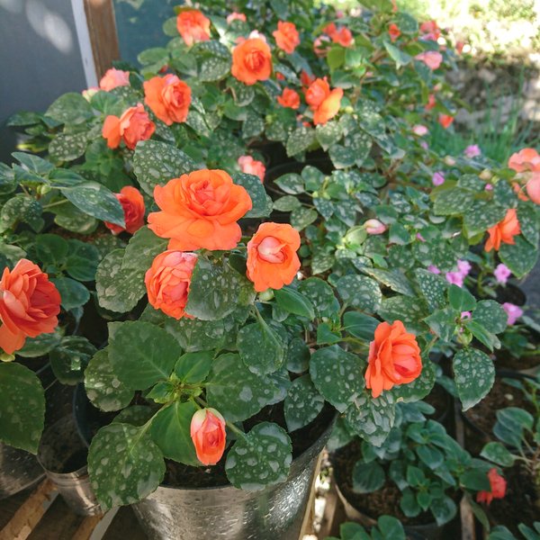 Impatiens Walleriana Orange Dewasa Bunga Pacar Mawar Bunga Pacar Air Tumpuk