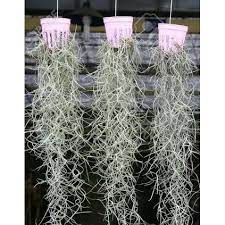 Tanaman Hias Jenggot Nabi (spanish moss -Tillandsia usneoides) Terracota 6cm Spanish Moss - BAKUL KEMBANG