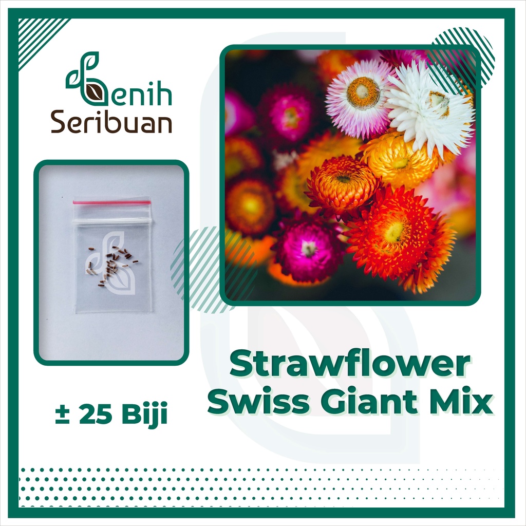 BS-BYL Bibit Bunga Benih Tanaman Bunga Hias Matahari Mawar Aster Vinca Krisan Telang Sunflower Krokot Lavender Marigold Zinnia-STRAWFLOWER SWIS MIX