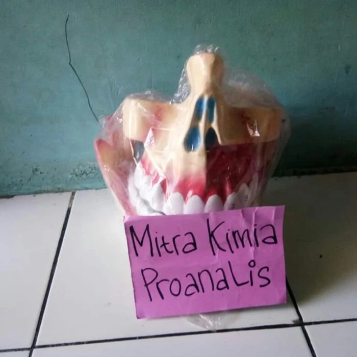 

MODEL TORSO PERAGA GIGI MANUSIA