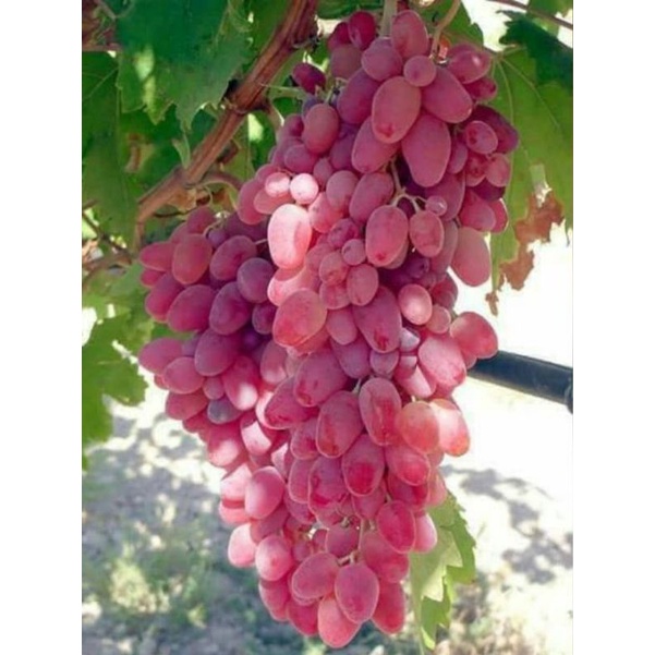 BIBIT ANGGUR IMPORT DOBOVSKY PINK / HASIL GRAFTING 100% Valid