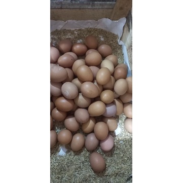

Telur ayam