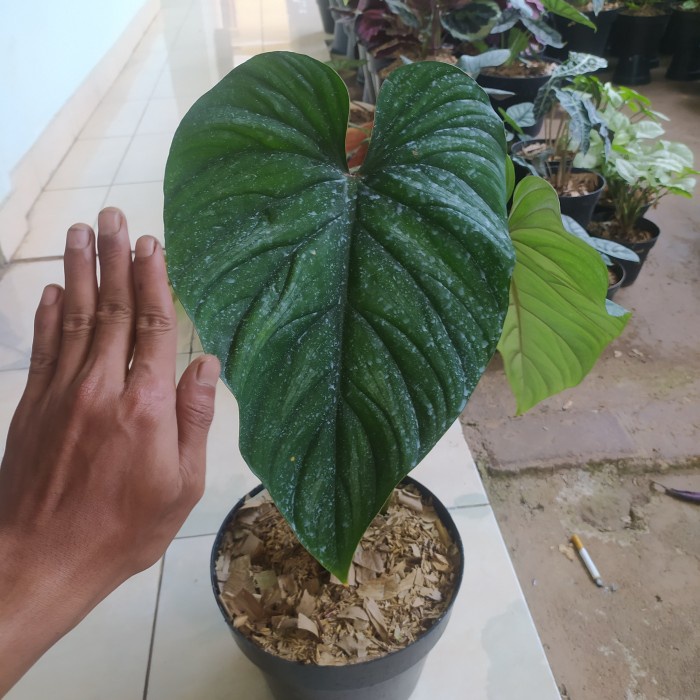 Terbaru philodendron plowmanii black face - plowmanii murah