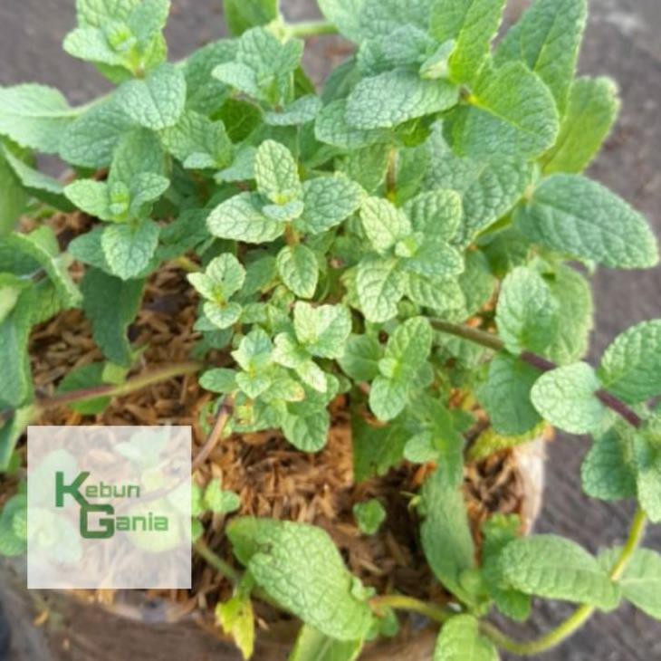 

PASTI READY!!!! Apple Mint