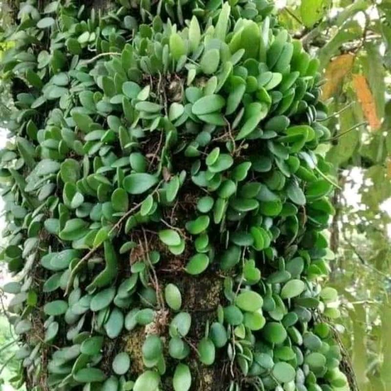 

Daun sisik naga / Daun picisan 1kg