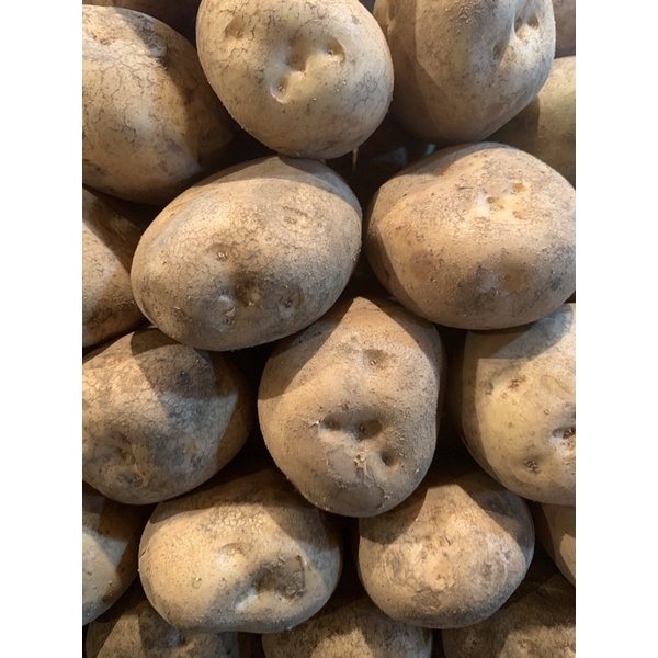

kentang Dieng / 500 gram Rp 13.000