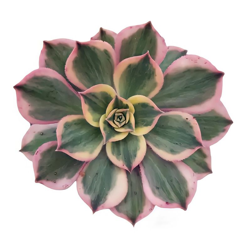 Haenium Varigata Pink