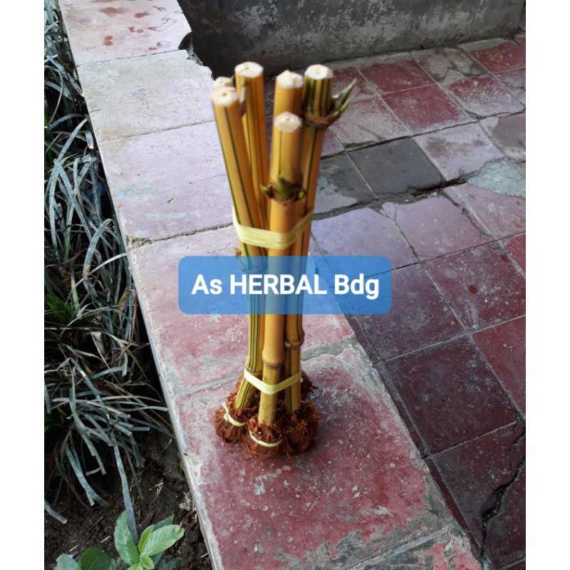 Paket Bibit bambu kuning mini super-az