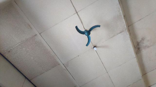 Kobis Merah-benin Bibit Biji Kubis Scarlet F1 (150btr)