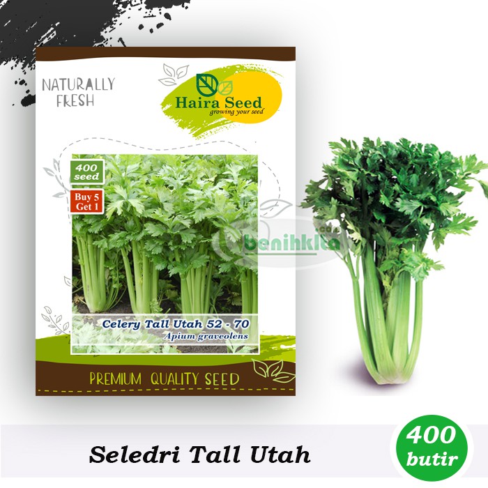 Benih-Bibit Seledri Batang Besar Tall Utah 52-70 (Haira Seed)