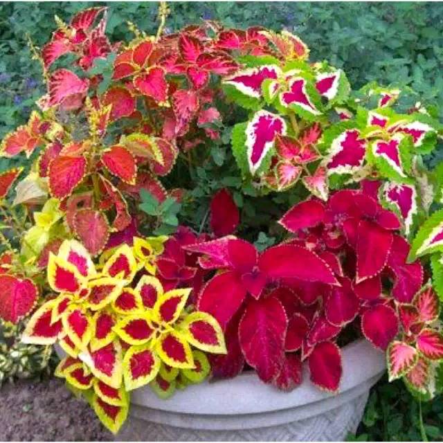 Tanaman Hias Miana Iler Shopee Indonesia