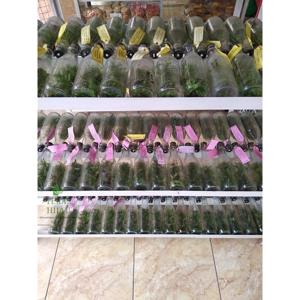 BIBIT ANGGREK DALAM BOTOL