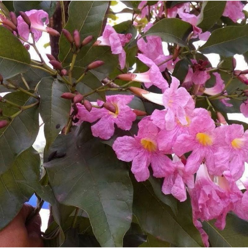 tabebuya bunga pink 2 meter - pohon tabibuya rosea - pohon pelindung bunga pink - tabebuia