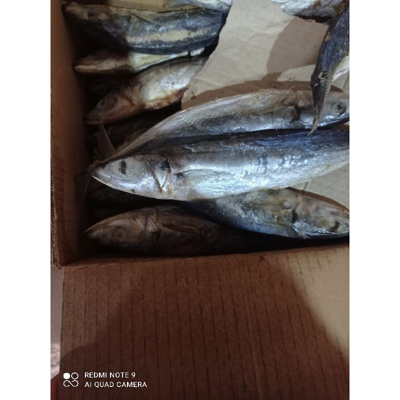 

Ikan asin layang/cakalang/cue type K1