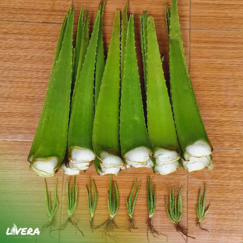 Bibit Tanaman Lidah Buaya JUMBO PONTIANAK-3